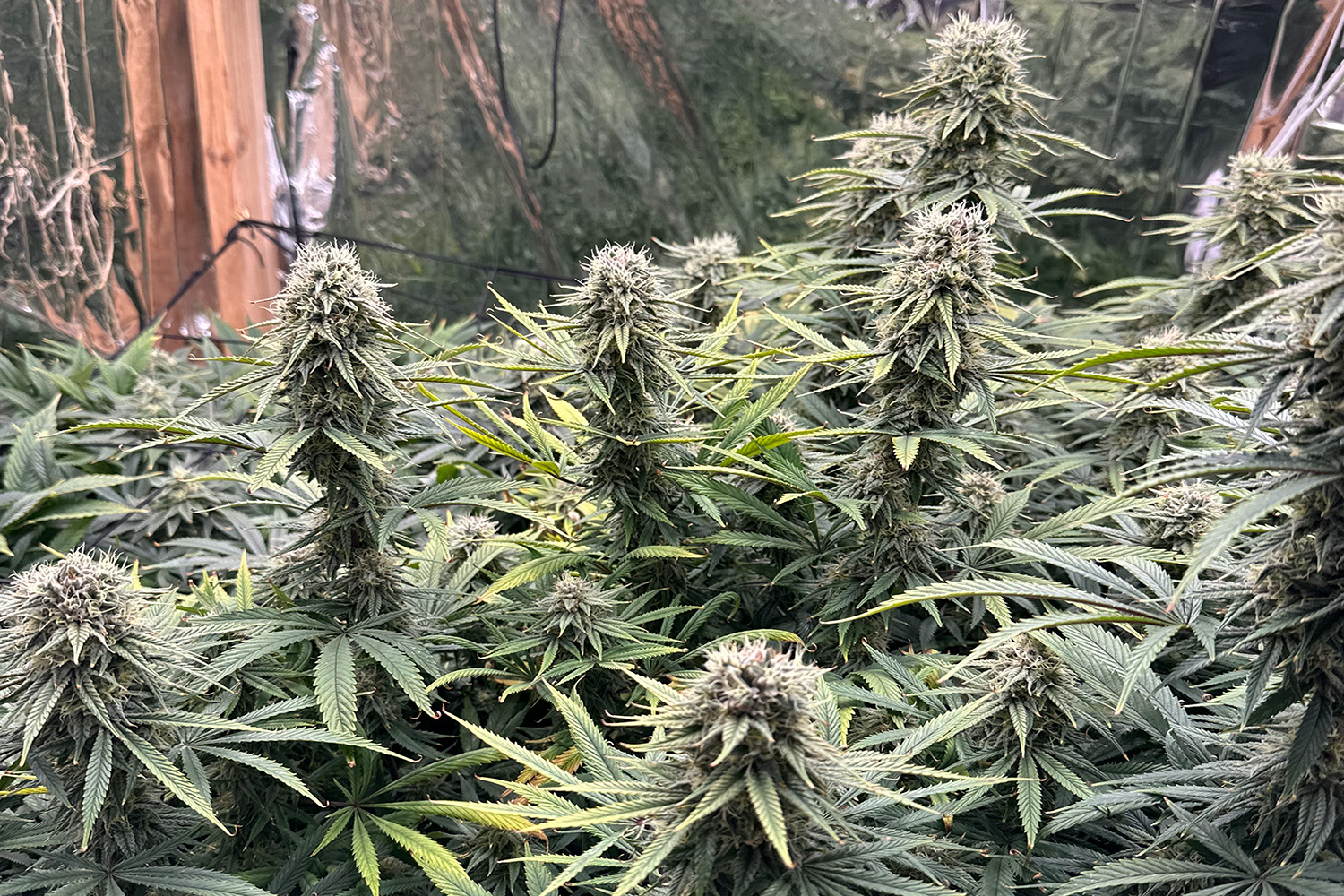 Premium cannabis genetics